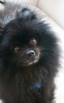 Pomeranian Cuteness: Black Pomeranian Cuteness Writing Journal by Huhn, Michael