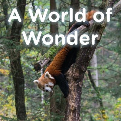 A World of Wonder by Ford, Brent A.